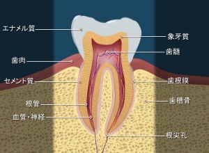 健康な歯と歯周組織